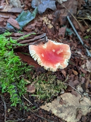Amanita parcivolvata