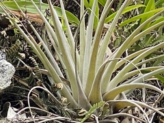 Tillandsia fasciculata laxispica