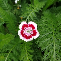Dianthus barbatus