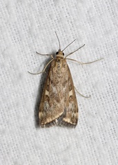 Loxostege munroealis