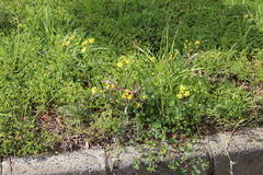 Senecio littoreus littoreus