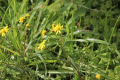 Senecio littoreus littoreus