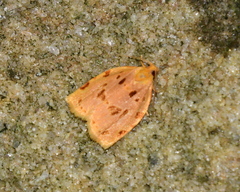 Archips rileyana