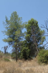 Pinus brutia eldarica