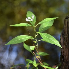Asclepias perennis