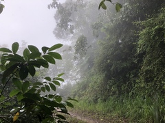 Camarochiloides weiweii