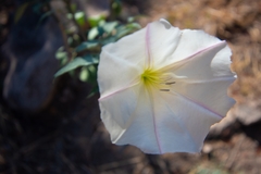 Datura ceratocaula