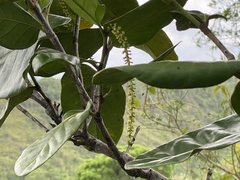 Coccoloba flavescens