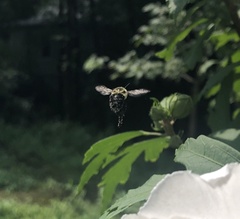 Bombus impatiens
