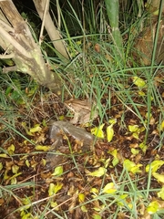 Leptodactylus latrans