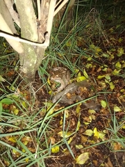 Leptodactylus latrans