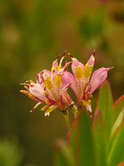 Alstroemeria hookeri
