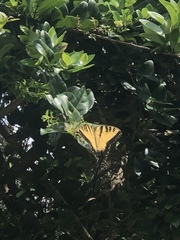 Papilio glaucus image