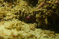 Felimida macfarlandi