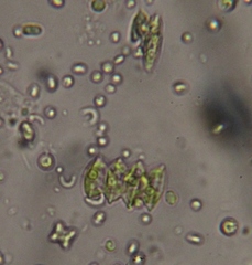 Scenedesmaceae