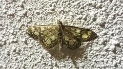 Anania coronata