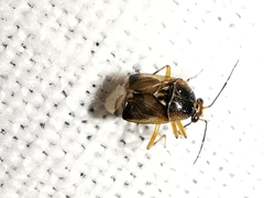 Deraeocoris serenus
