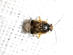 Deraeocoris serenus