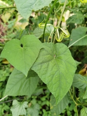 Rytidostylis gracilis