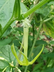 Rytidostylis gracilis