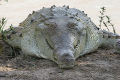 Crocodylus intermedius