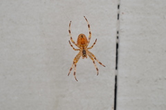 Araneus diadematus