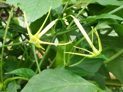 Rytidostylis gracilis