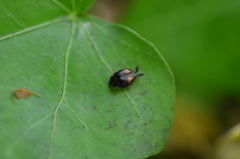 Coccinellidae