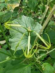 Rytidostylis gracilis