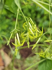 Rytidostylis gracilis