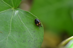 Coccinellidae