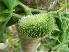 Rytidostylis gracilis