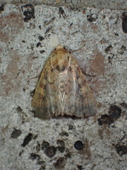 Perigea