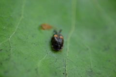 Coccinellidae