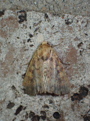 Perigea