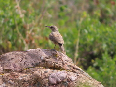 Salpinctes obsoletus