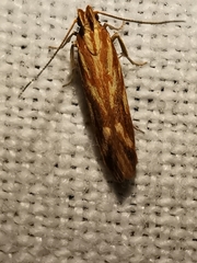 Metzneria aprilella