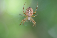 Araneus diadematus