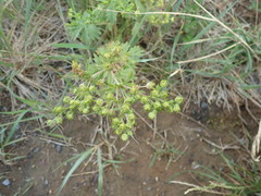 Potentilla intermedia