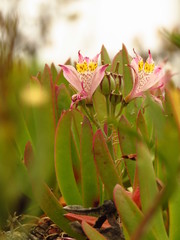 Alstroemeria hookeri