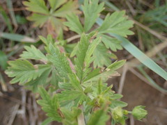 Potentilla intermedia