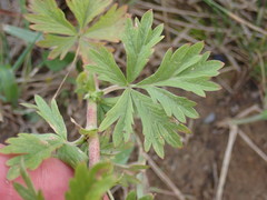 Potentilla intermedia