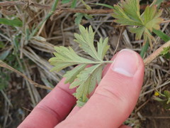 Potentilla intermedia