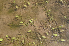 Echinodorus berteroi