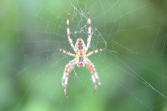 Araneus diadematus