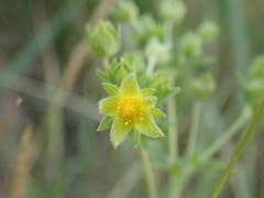 Potentilla intermedia