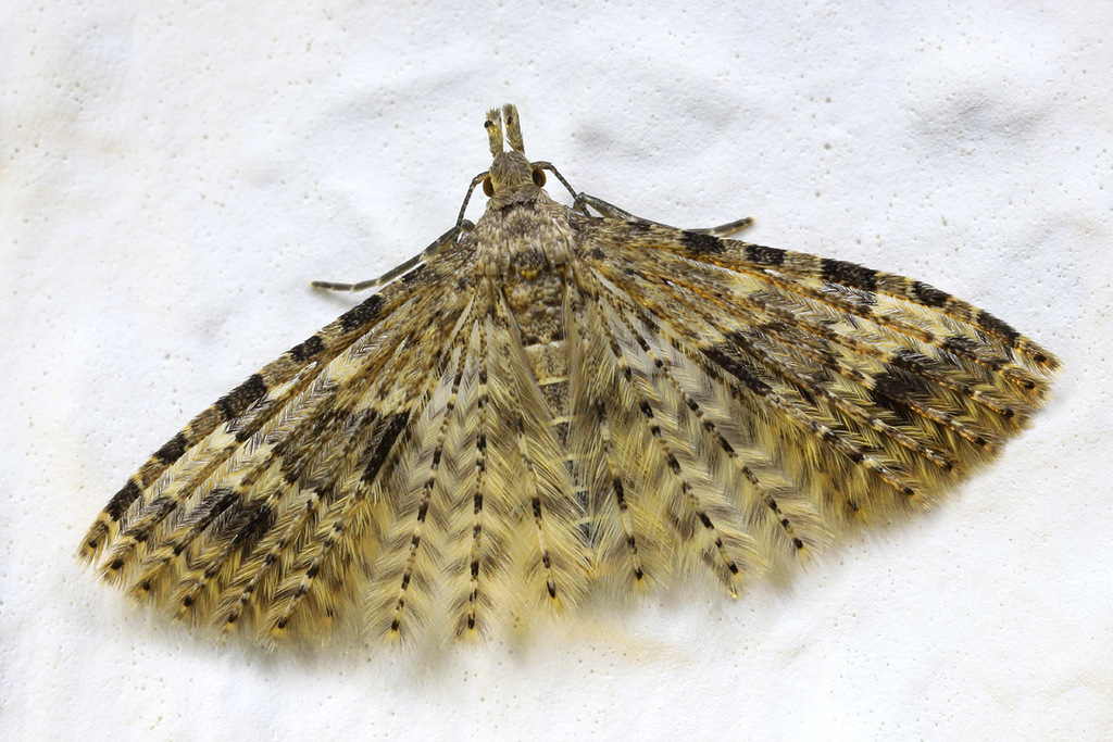 Twenty-plume Moth