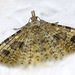 Alucita hexadactyla - Photo (c) Erland Refling Nielsen, alguns direitos reservados (CC BY-NC)