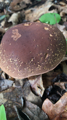 Boletus separans