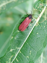Pyropterus nigroruber